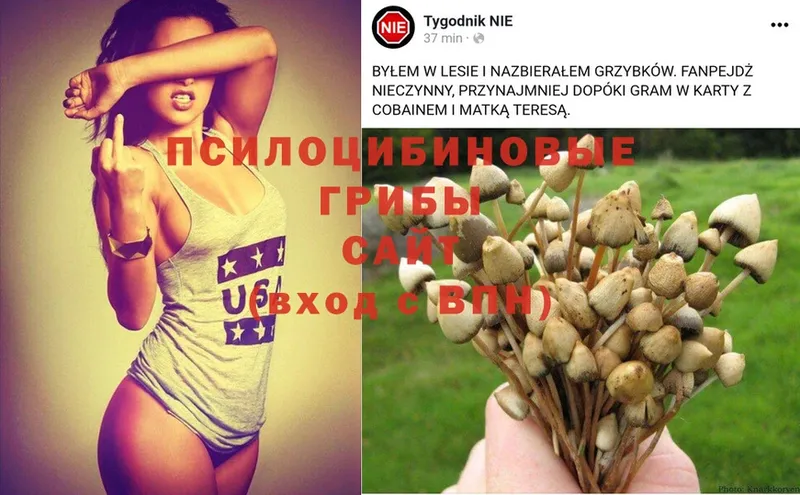 Псилоцибиновые грибы мухоморы  где купить наркоту  Гусь-Хрустальный 